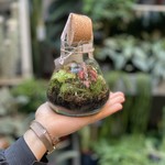 Terrarium XS