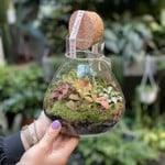 Terrarium S