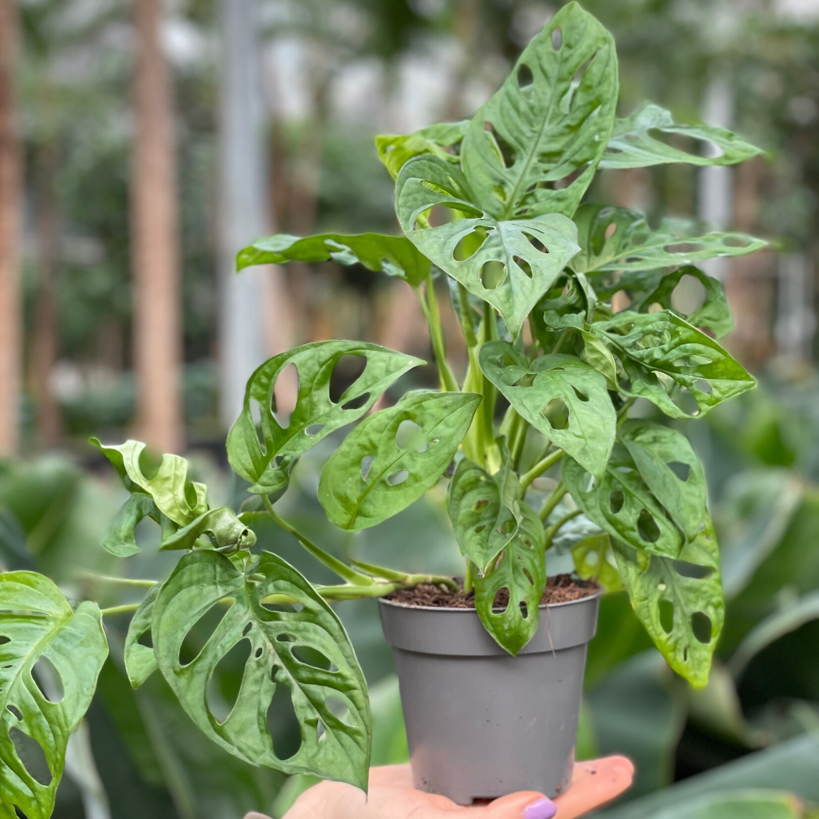 Monstera - Monkey Mask