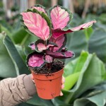 Calathea - Roseopicta - S