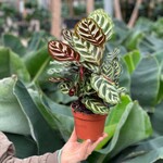 Calathea - Makoyana - S