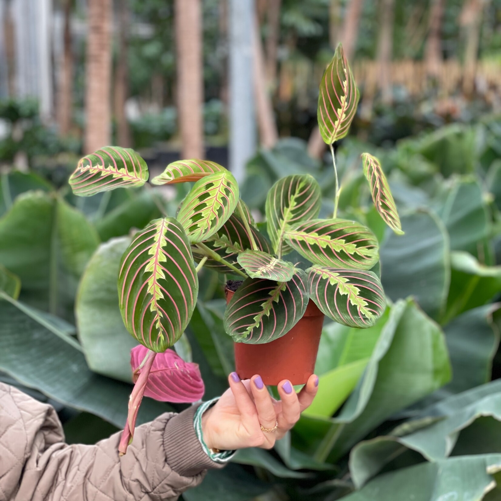 Maranta - Leuconeura (Fascinator)