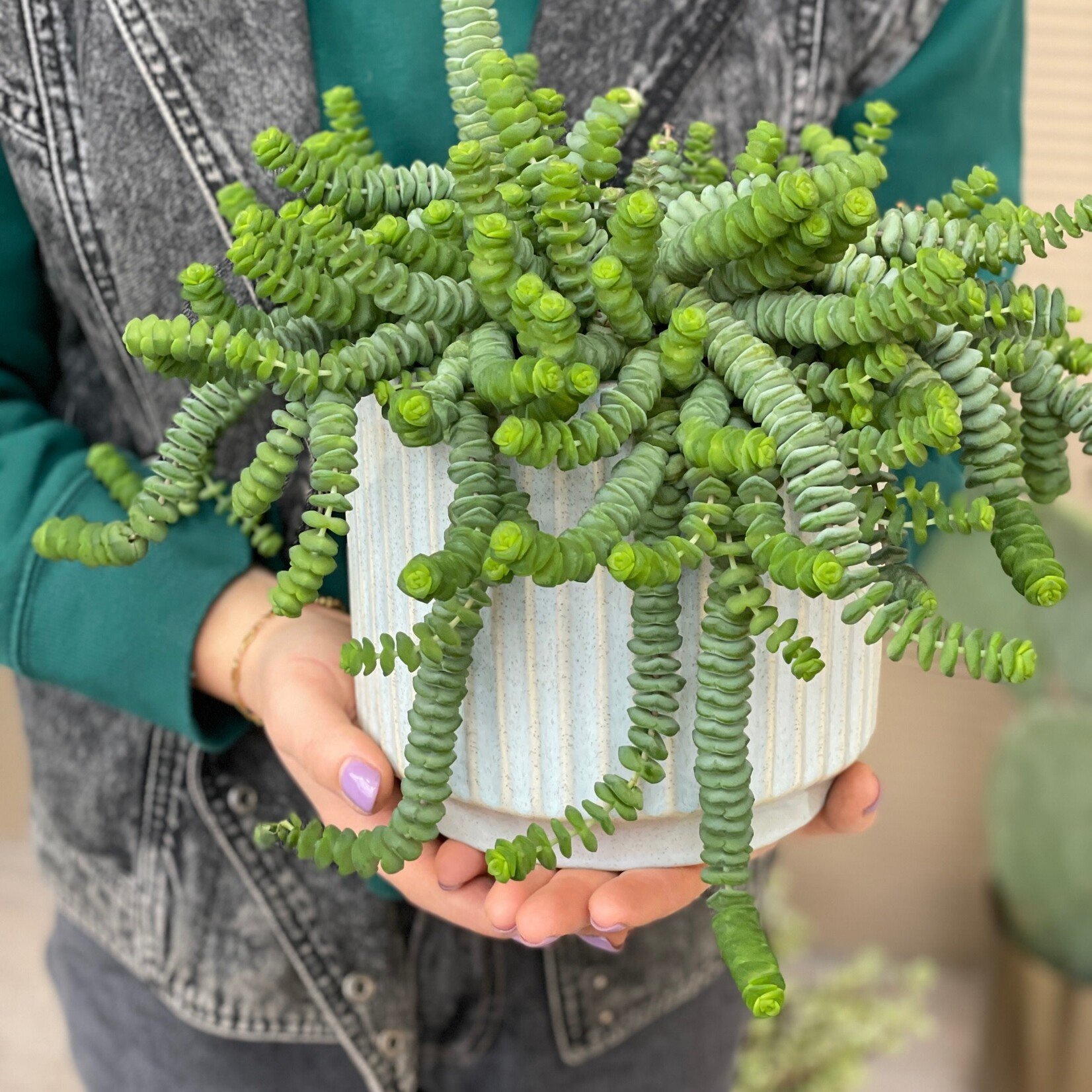 Crassula - Hottentot - L