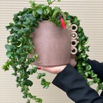 Aeschynanthus - Rasta