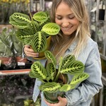 Maranta - Leuconeura (Lemon lime)