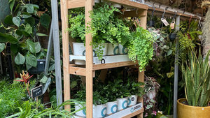 Chantal wil Groene Vingers - OGREEN Chantal wil Groene Vingers - OGREEN