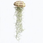 Tillandsia jellyfish - maat L