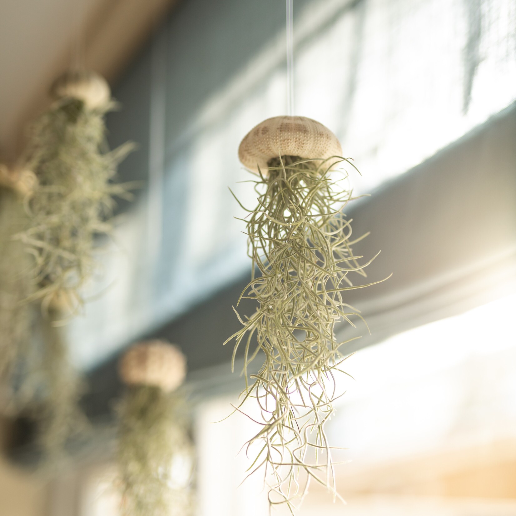 Tillandsia jellyfish - maat L