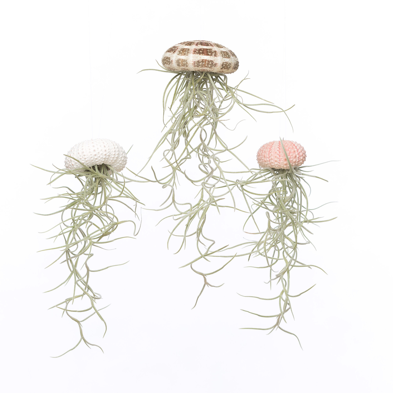 Tillandsia jellyfish - maat S