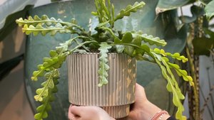 Chantal wil Groene Vingers - De Zaagcactus Chantal wil Groene Vingers - De Zaagcactus