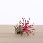 Tillandsia - ionantha