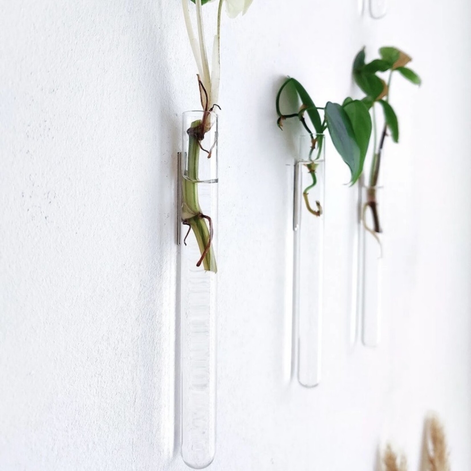 Muurbloempjes 3 planthangers - transparant