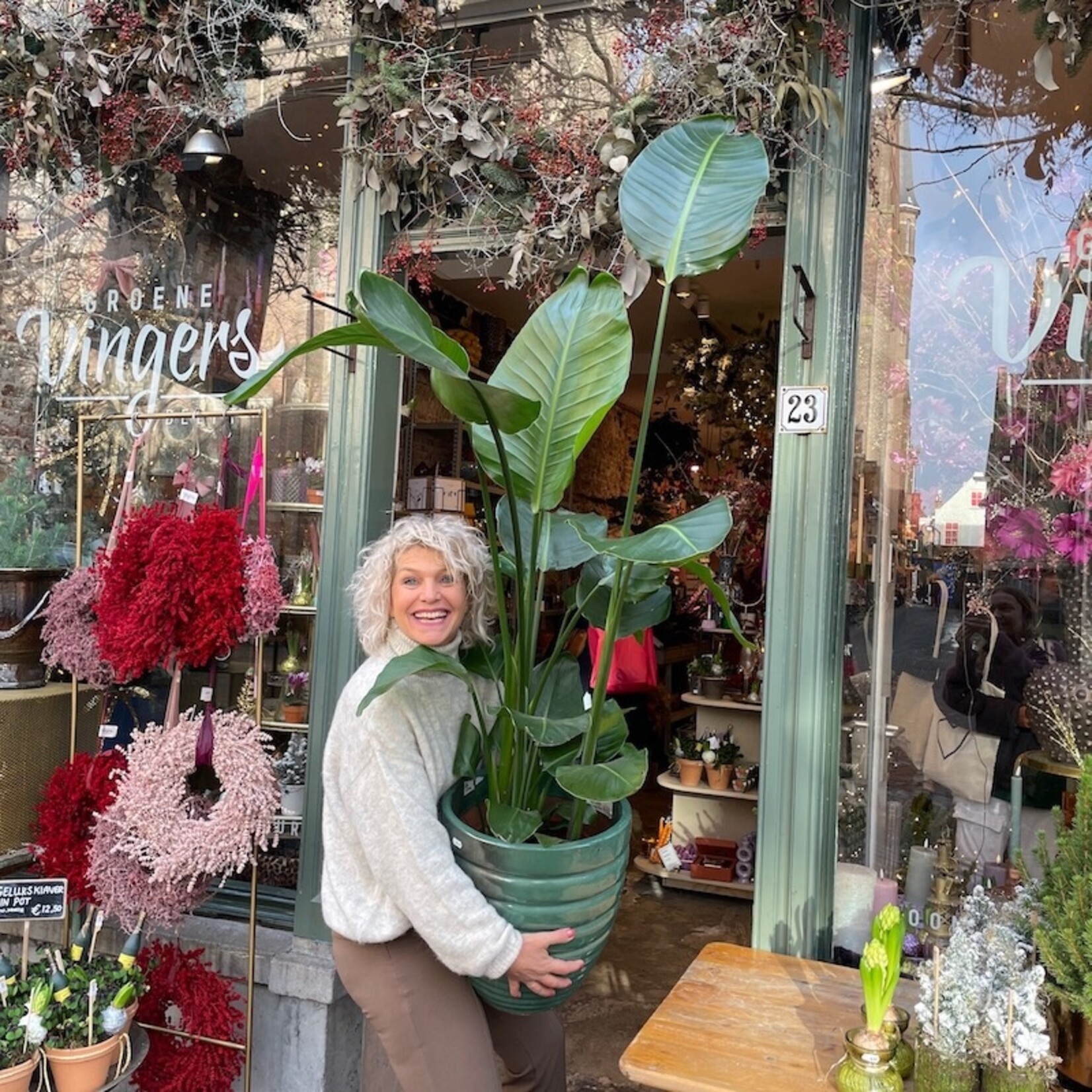 Strelitzia Nicolai - large