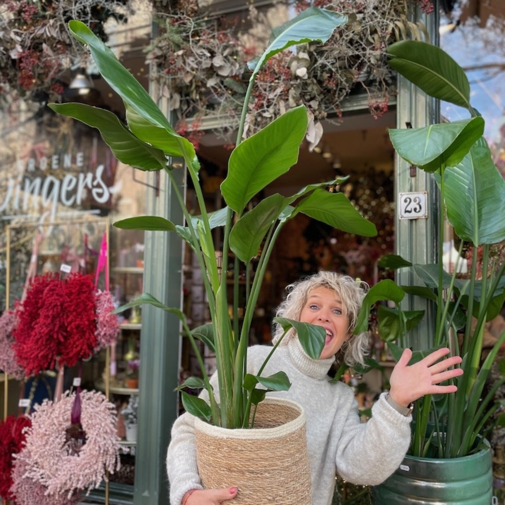 Strelitzia Nicolai  - medium