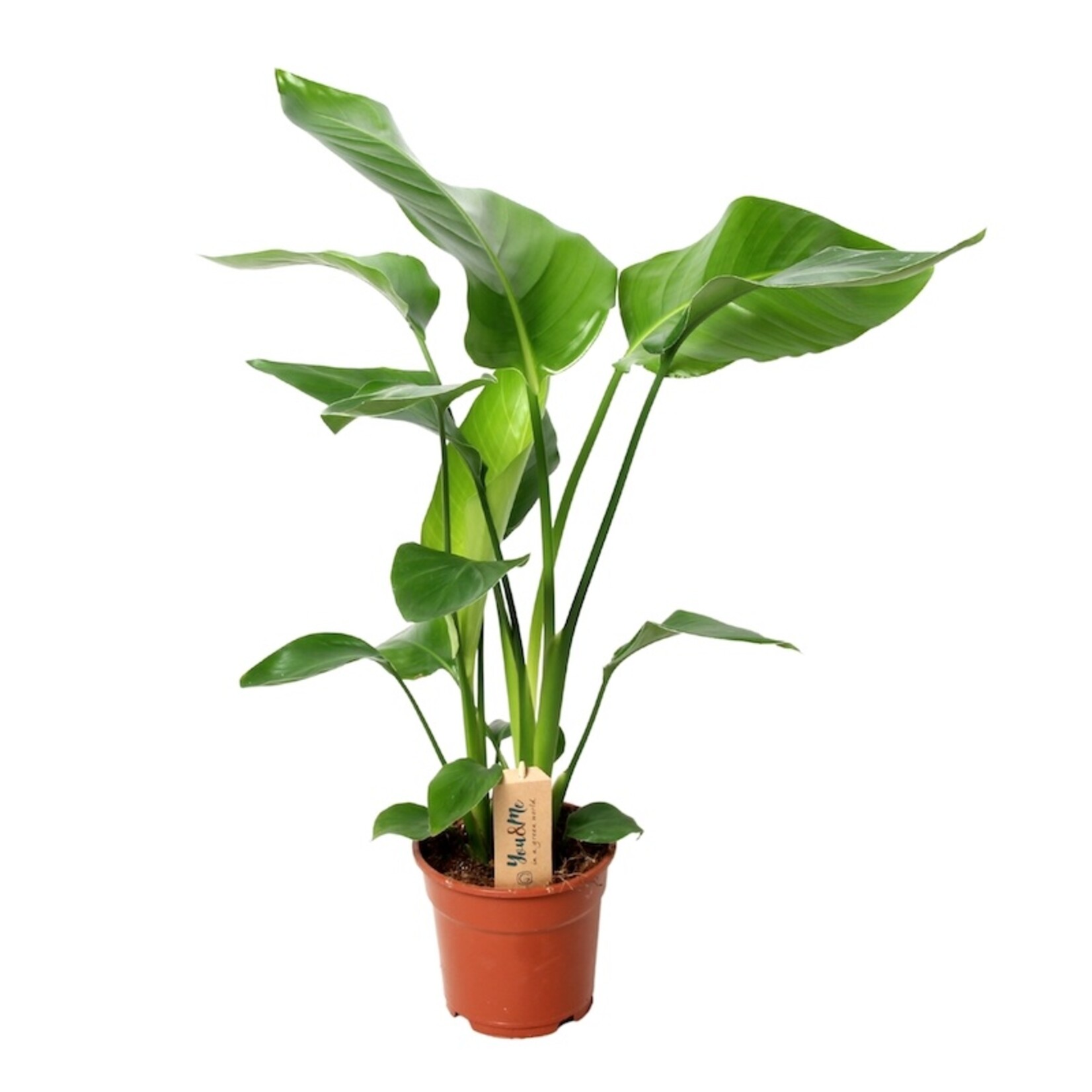 Strelitzia Nicolai  - small