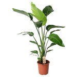 Strelitzia Nicolai  - medium