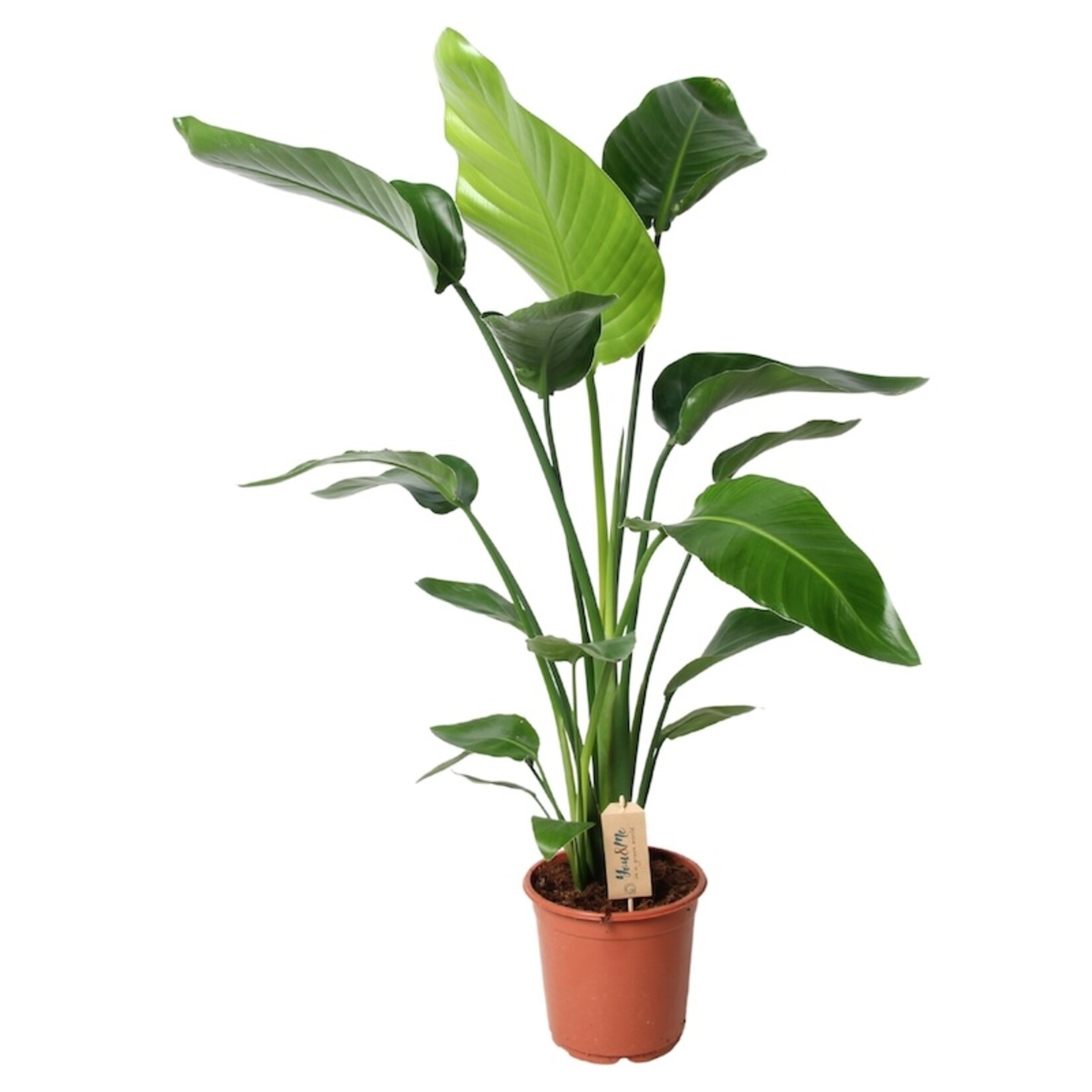 Strelitzia Nicolai  - medium