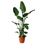 Strelitzia Nicolai - extra large