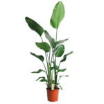 Strelitzia Nicolai - large