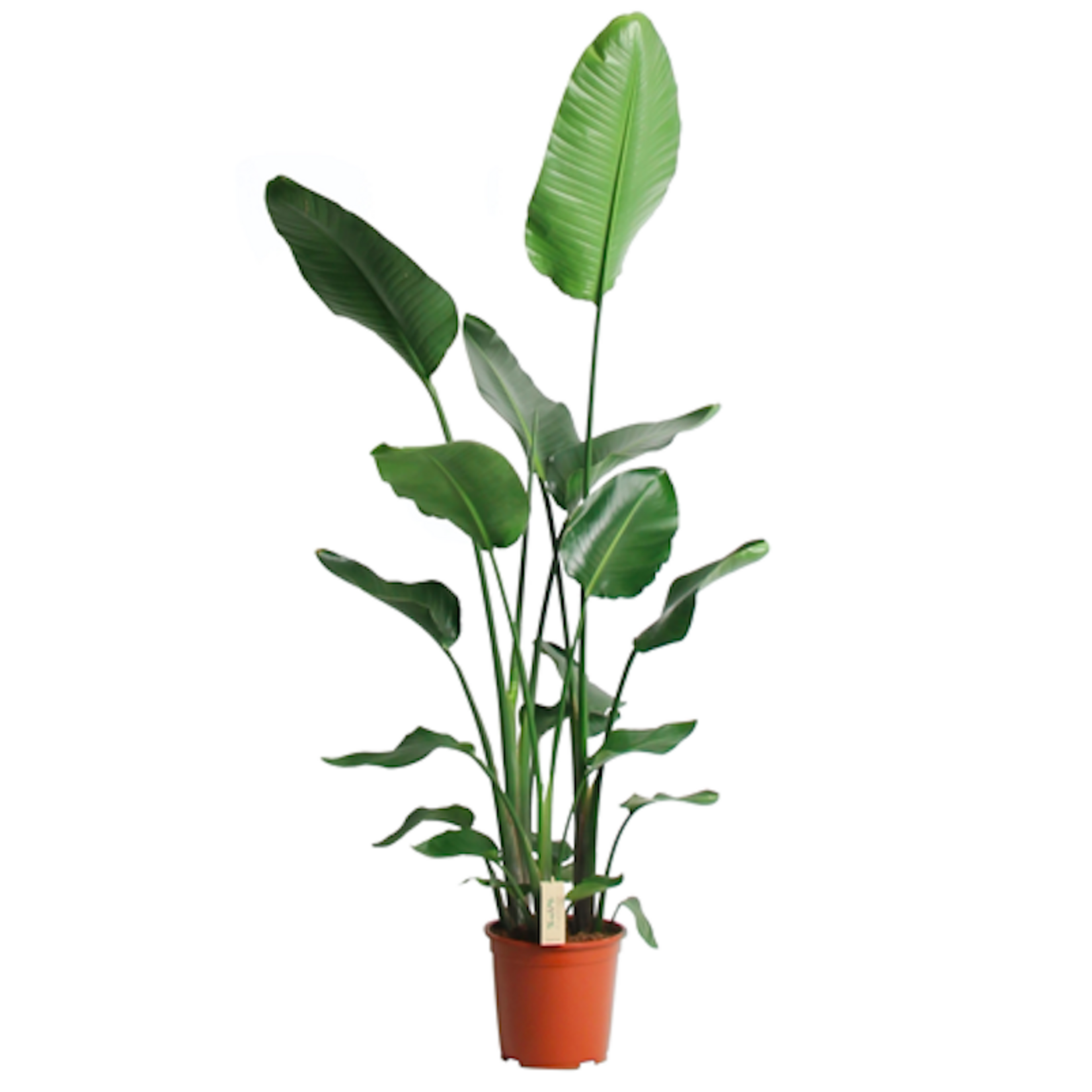 Strelitzia Nicolai - large