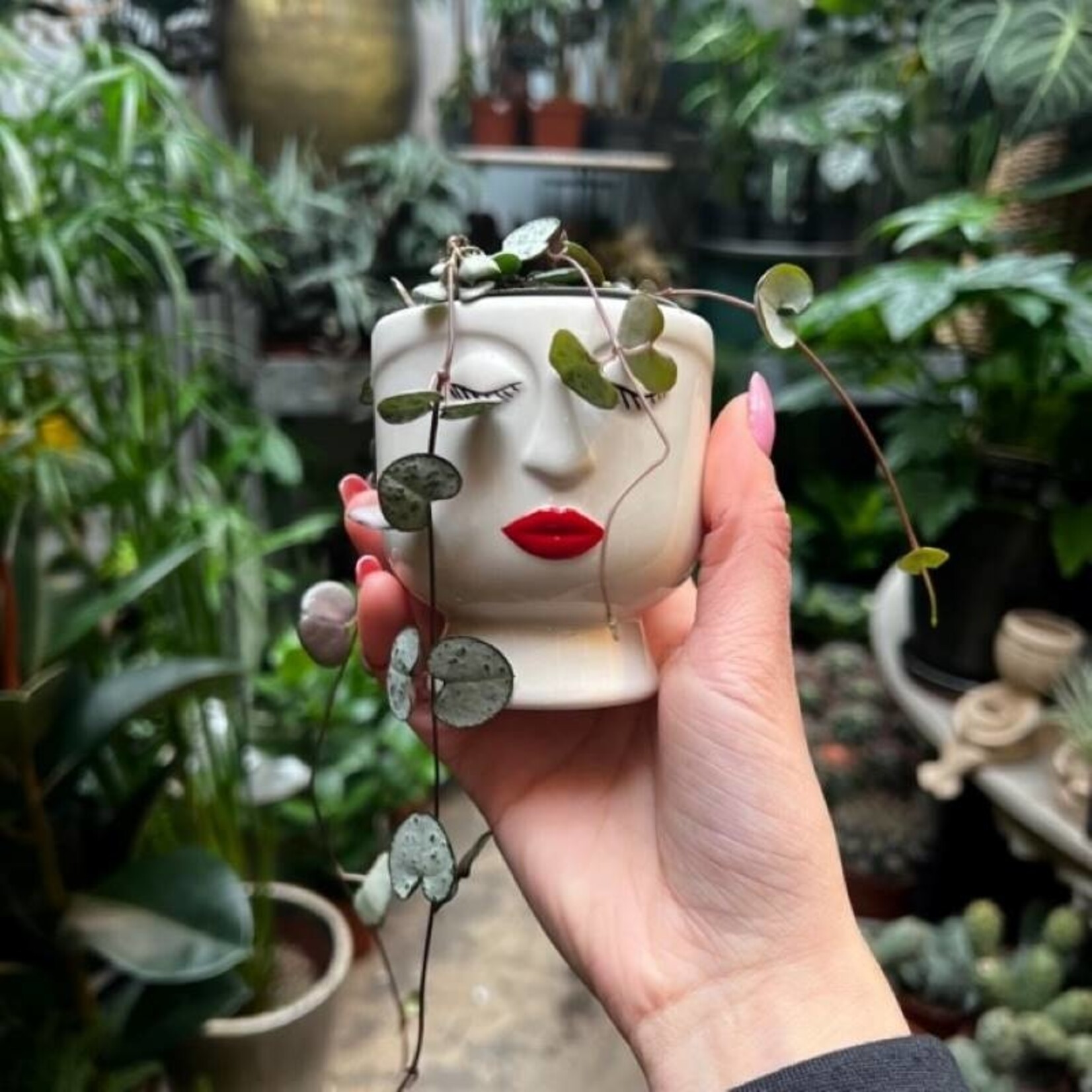 Ceropegia woodii - mini