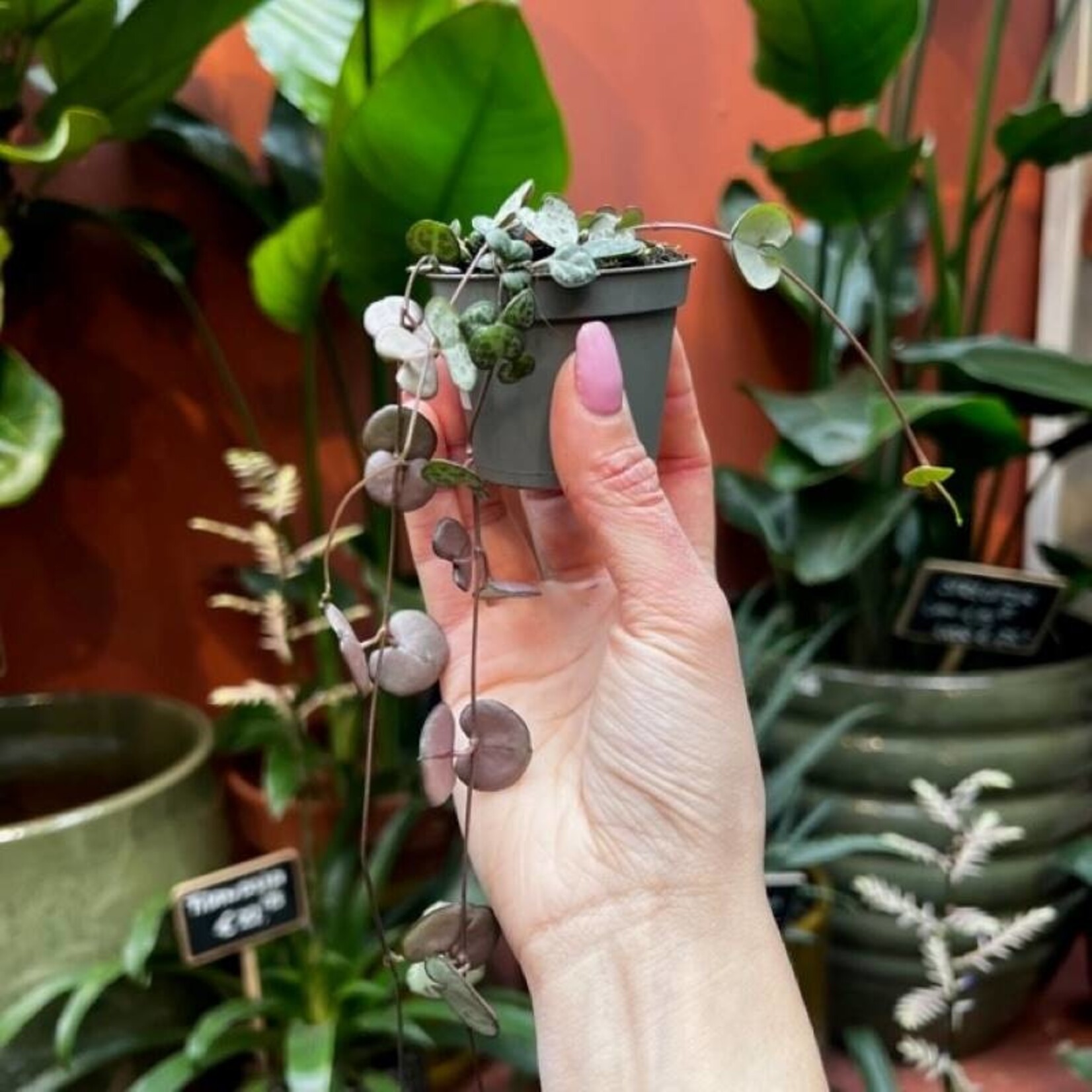 Ceropegia woodii - mini