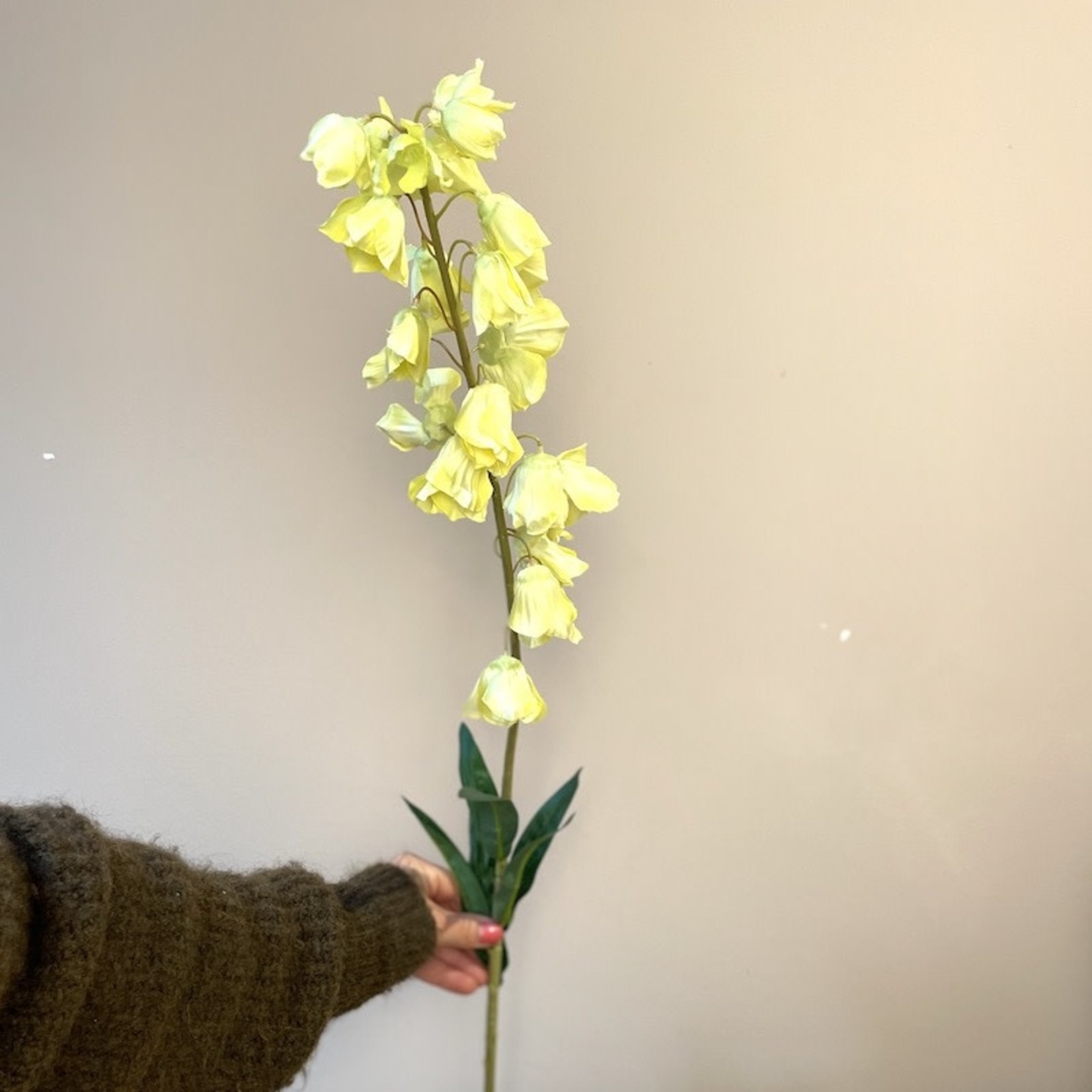 Zijden bloem - Campanula geel
