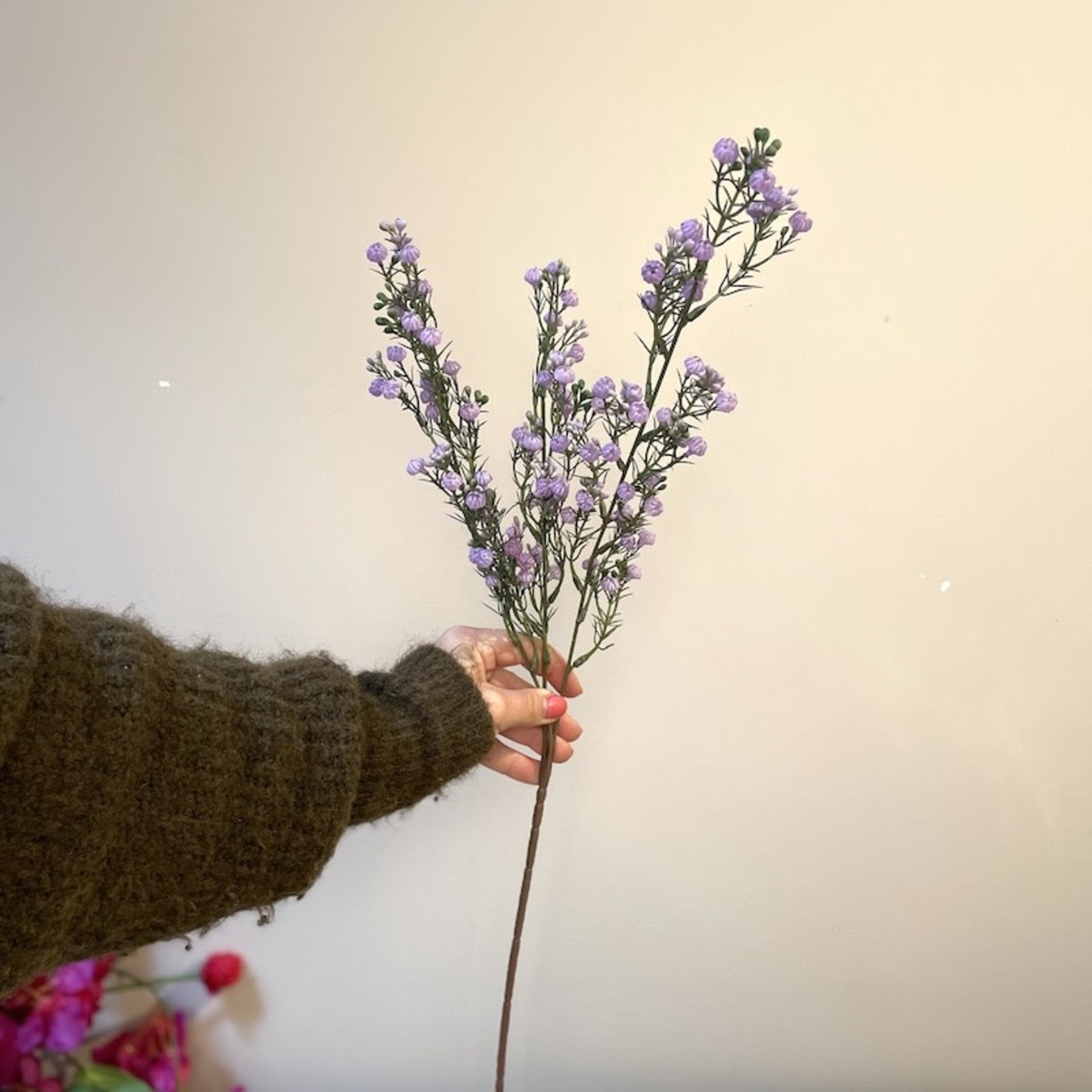 Zijden bloem - Gypsophila lavendel