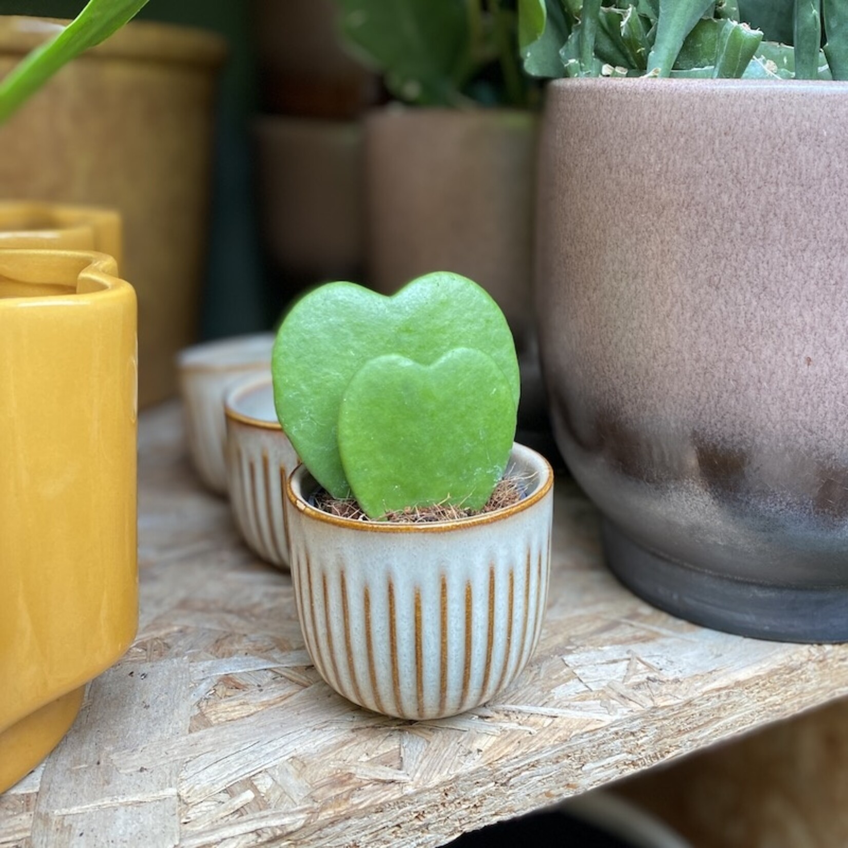 Hoya Kerrii dubbel - mini