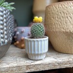 Mini cactus - geel