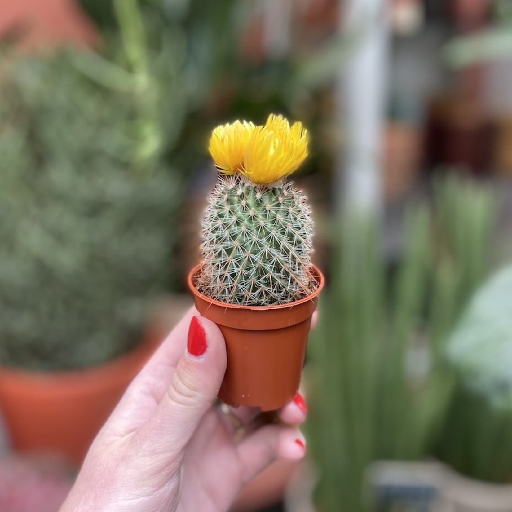 Mini cactus - geel