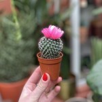 Mini cactus - roze