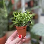 Mini plantje - rhipsalis