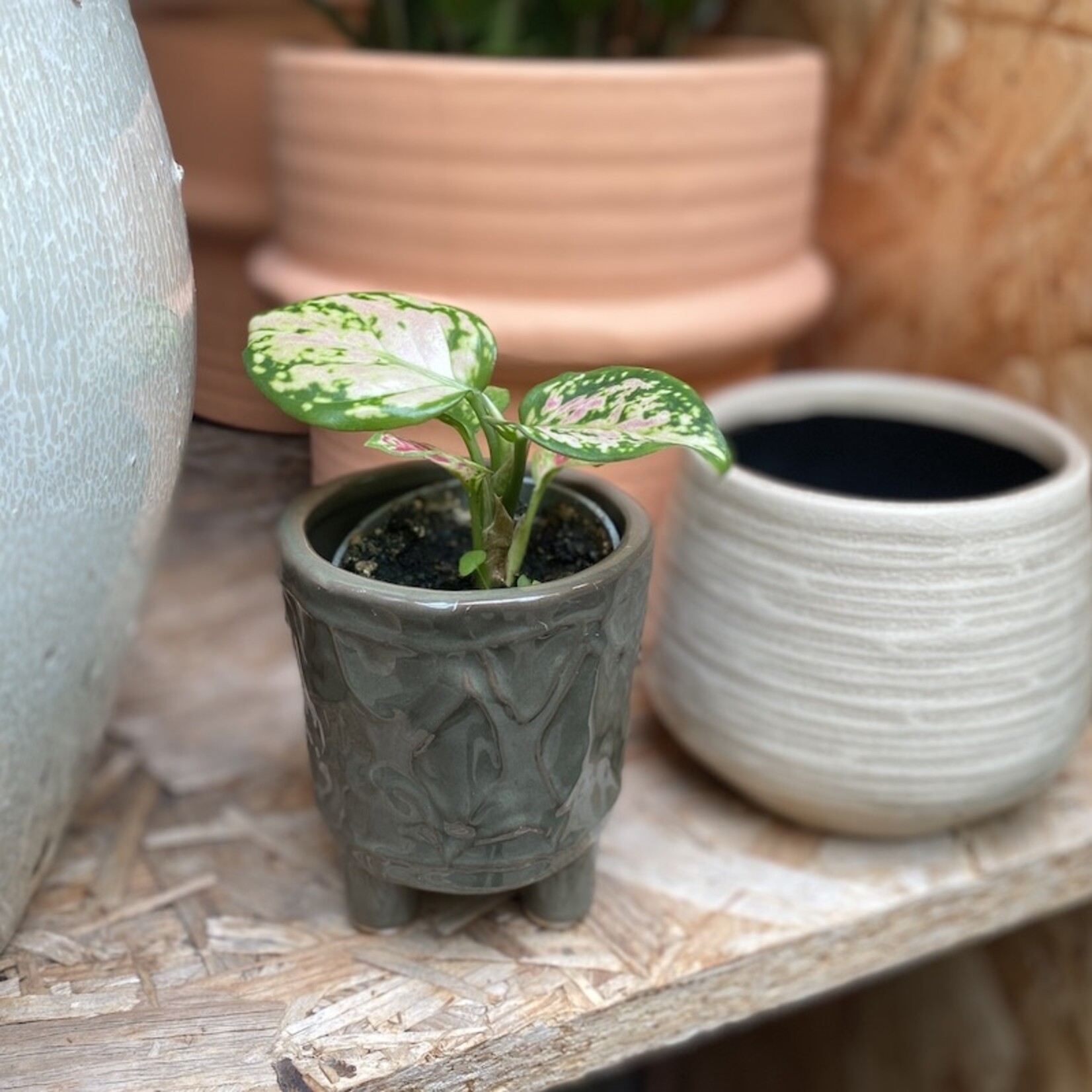 Mini plantje - aglaonema