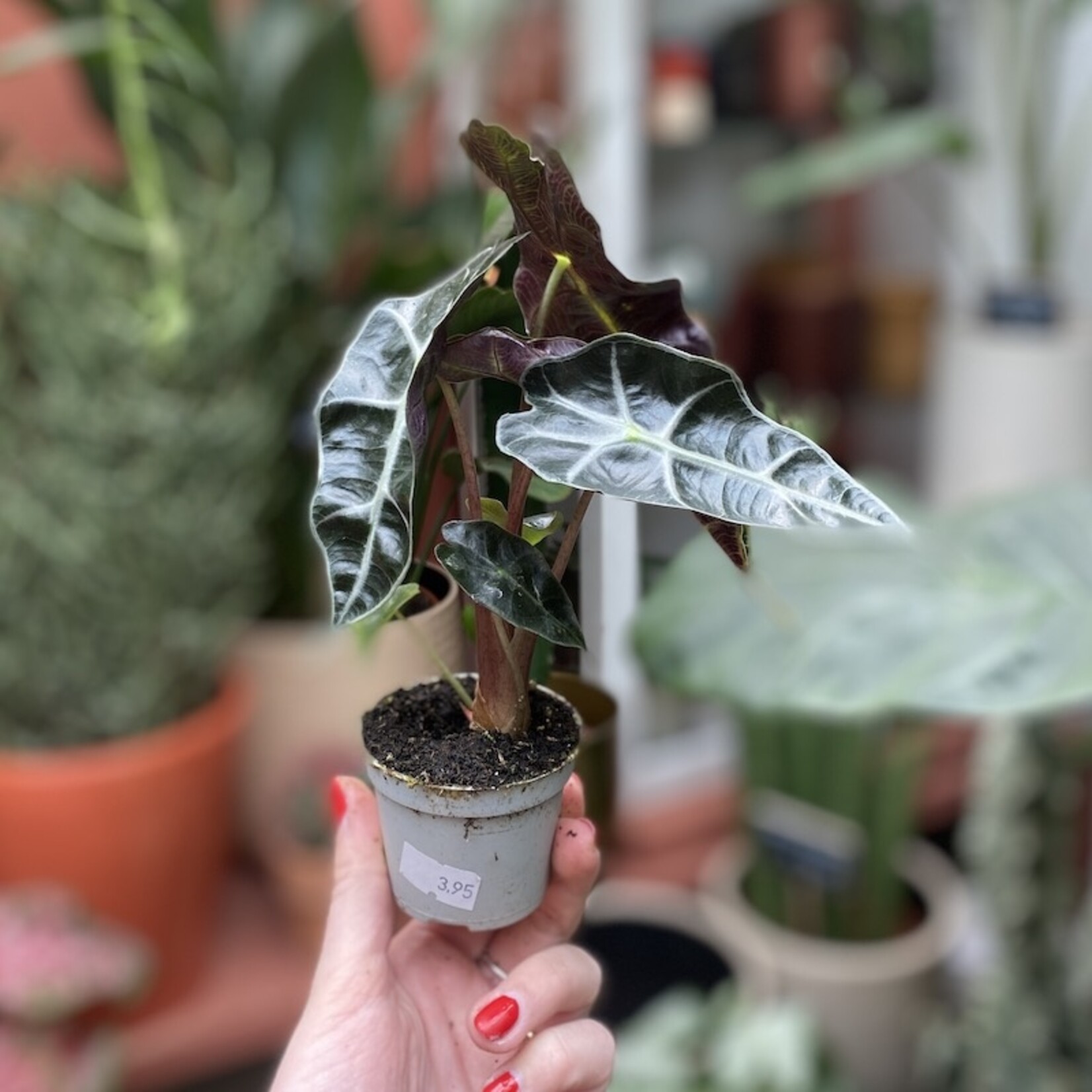 Mini plantje - Alocasia Polly