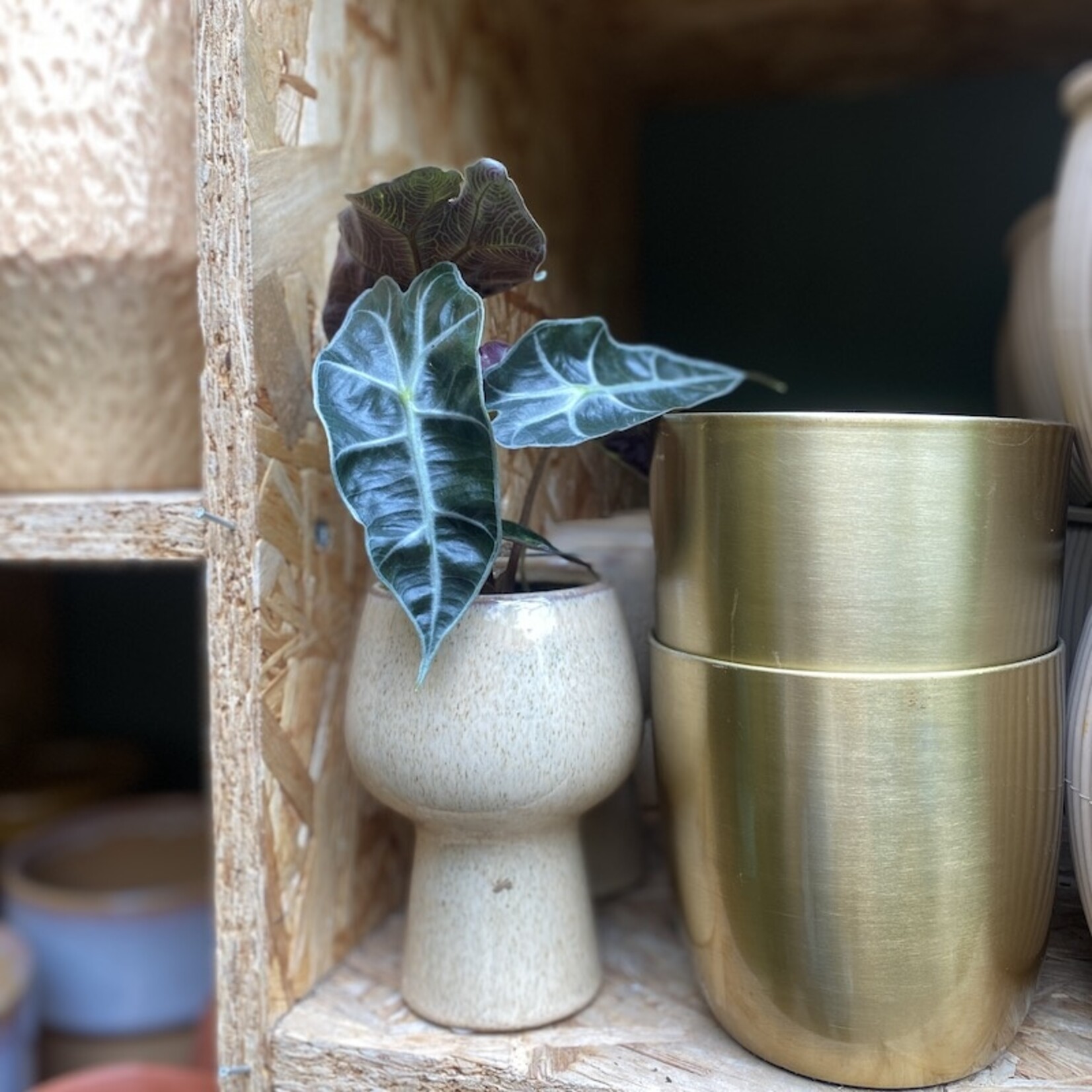 Alocasia amazonica mini