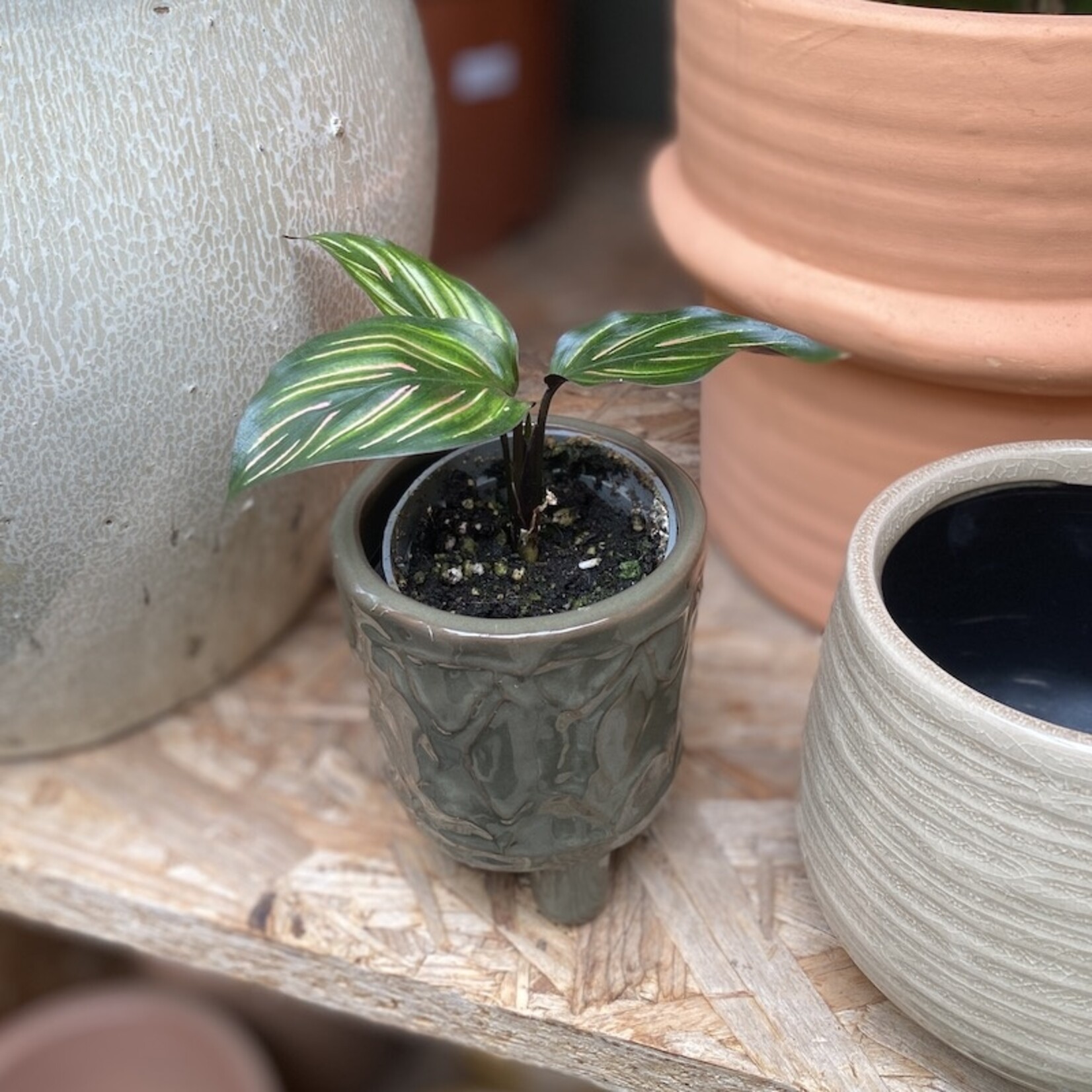 Mini plantje - calathea