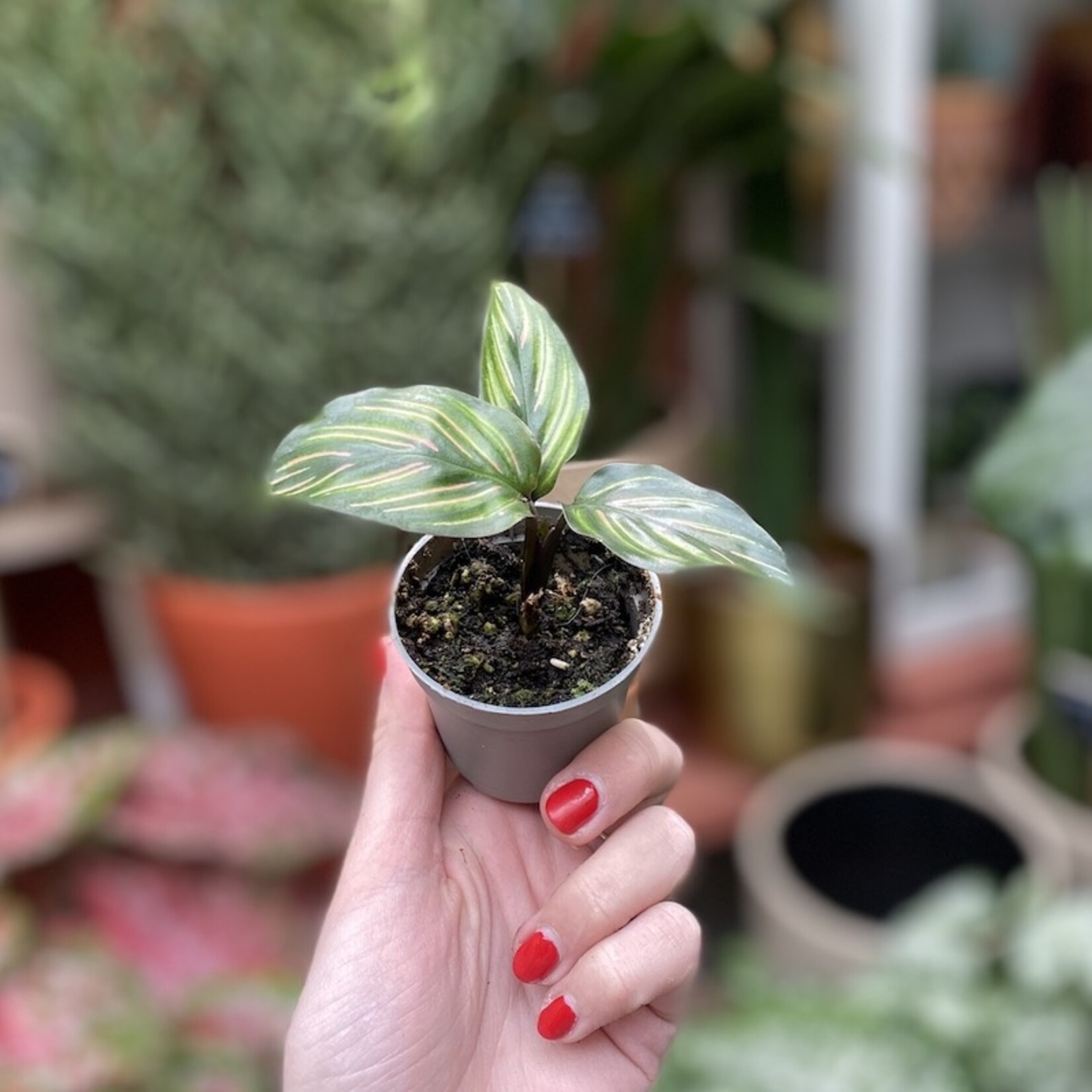 Mini plantje - calathea