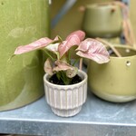 Mini plantje - syngonium neon robusta