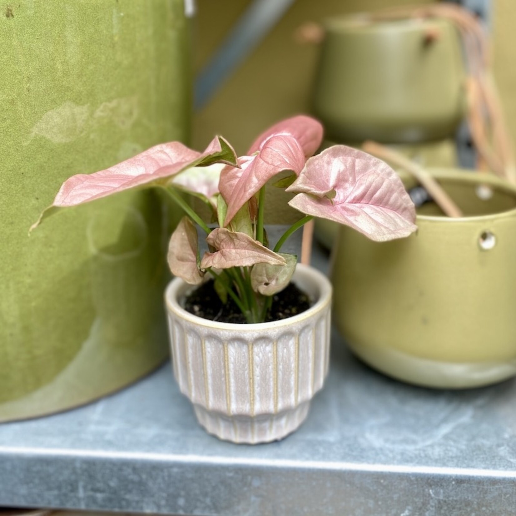 Mini plantje - syngonium neon robusta