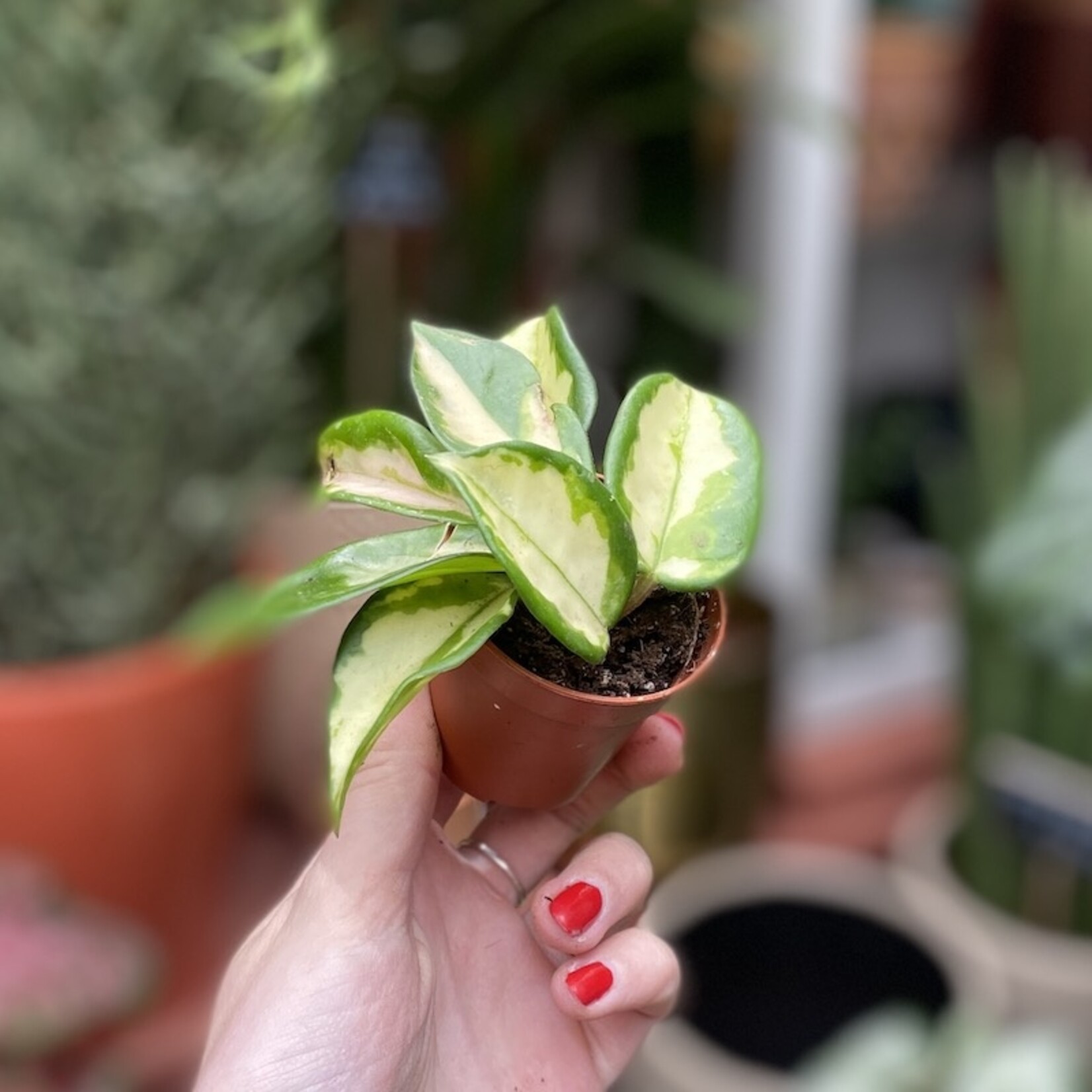 Mini plantje - hoya