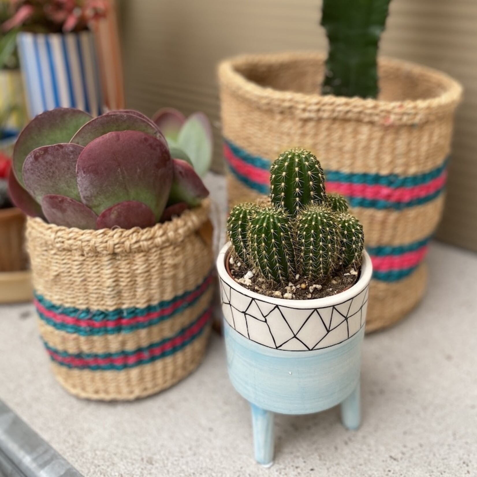 Cactus in pot op voet - Groene Vingers