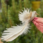Ornament - kolibrie