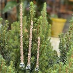 Ornament - druppel, champagne