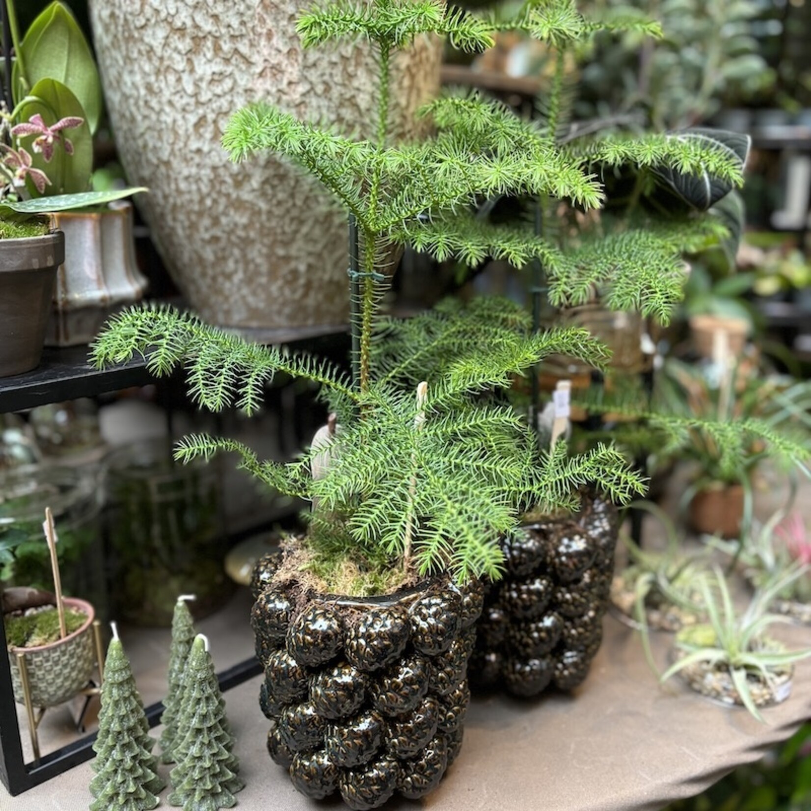 Araucaria heterophylla
