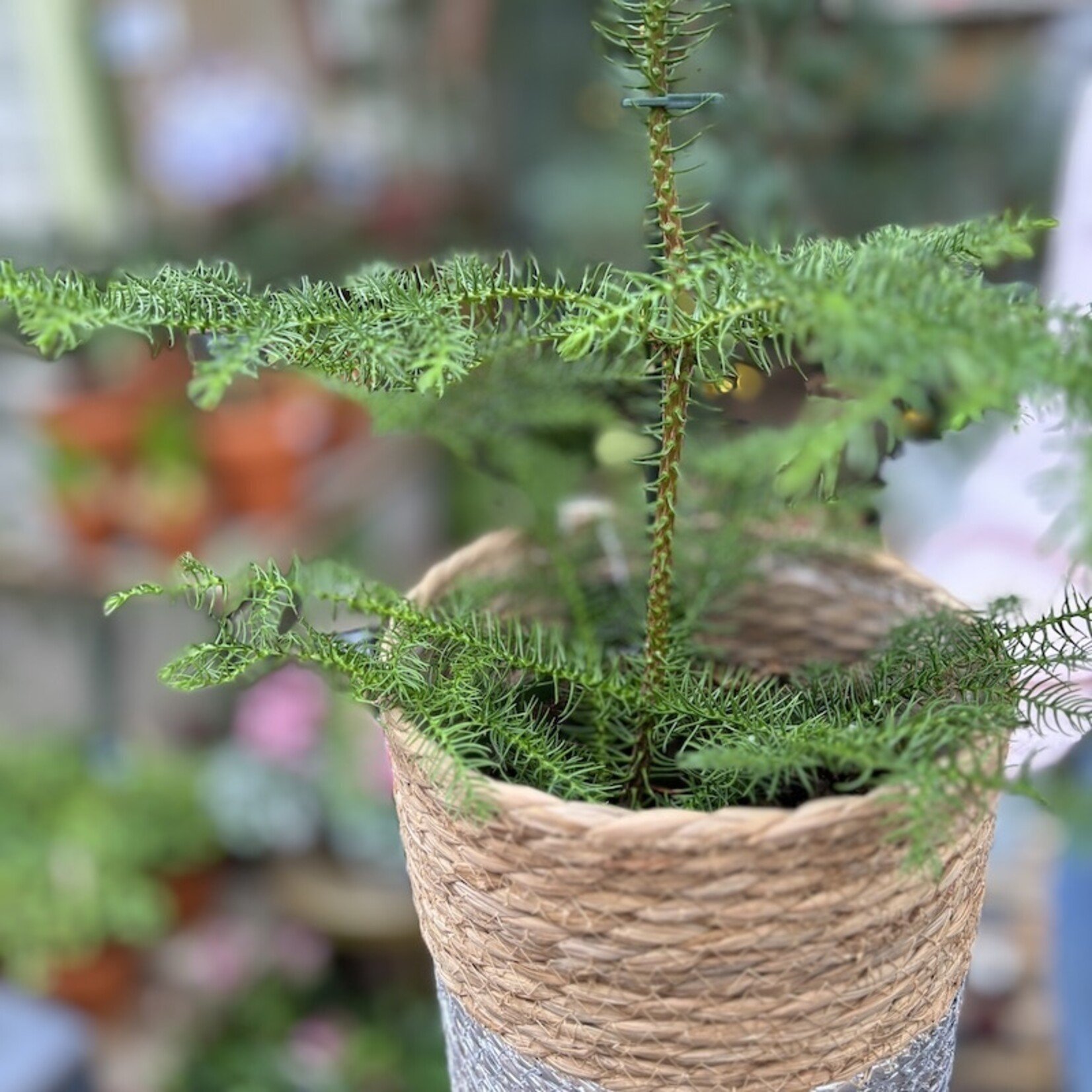 Araucaria heterophylla