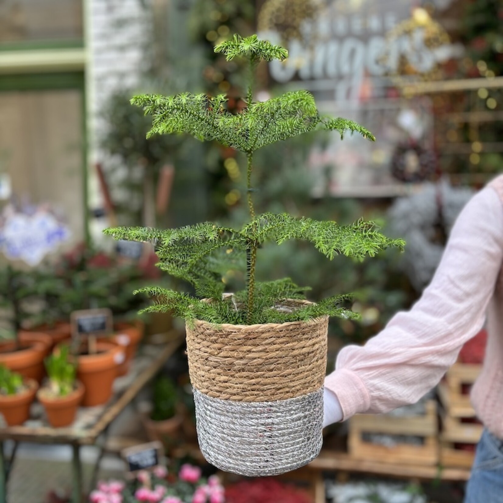 Araucaria heterophylla