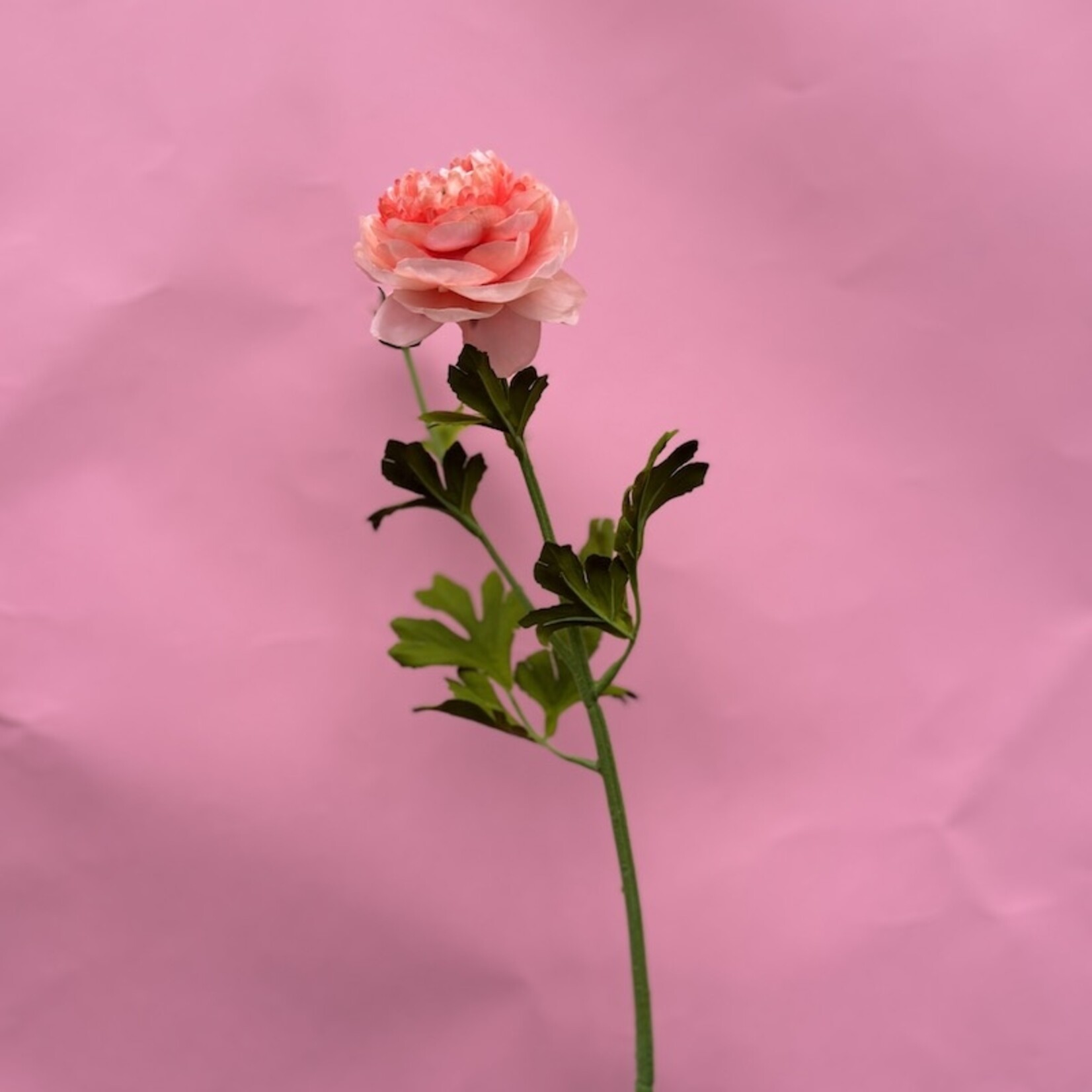 Zijden bloem - Ranonkel fel roze
