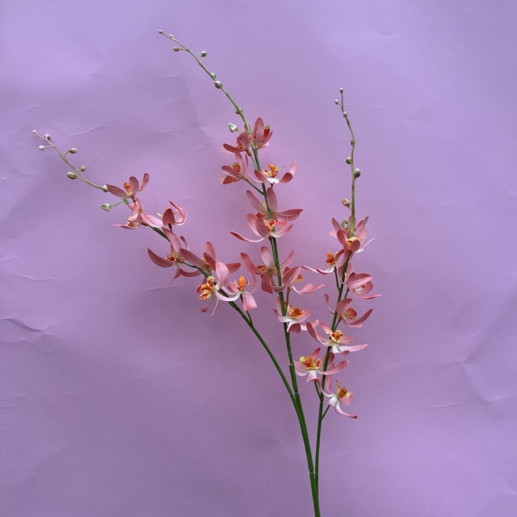 Zijden bloem - Cymbidium
