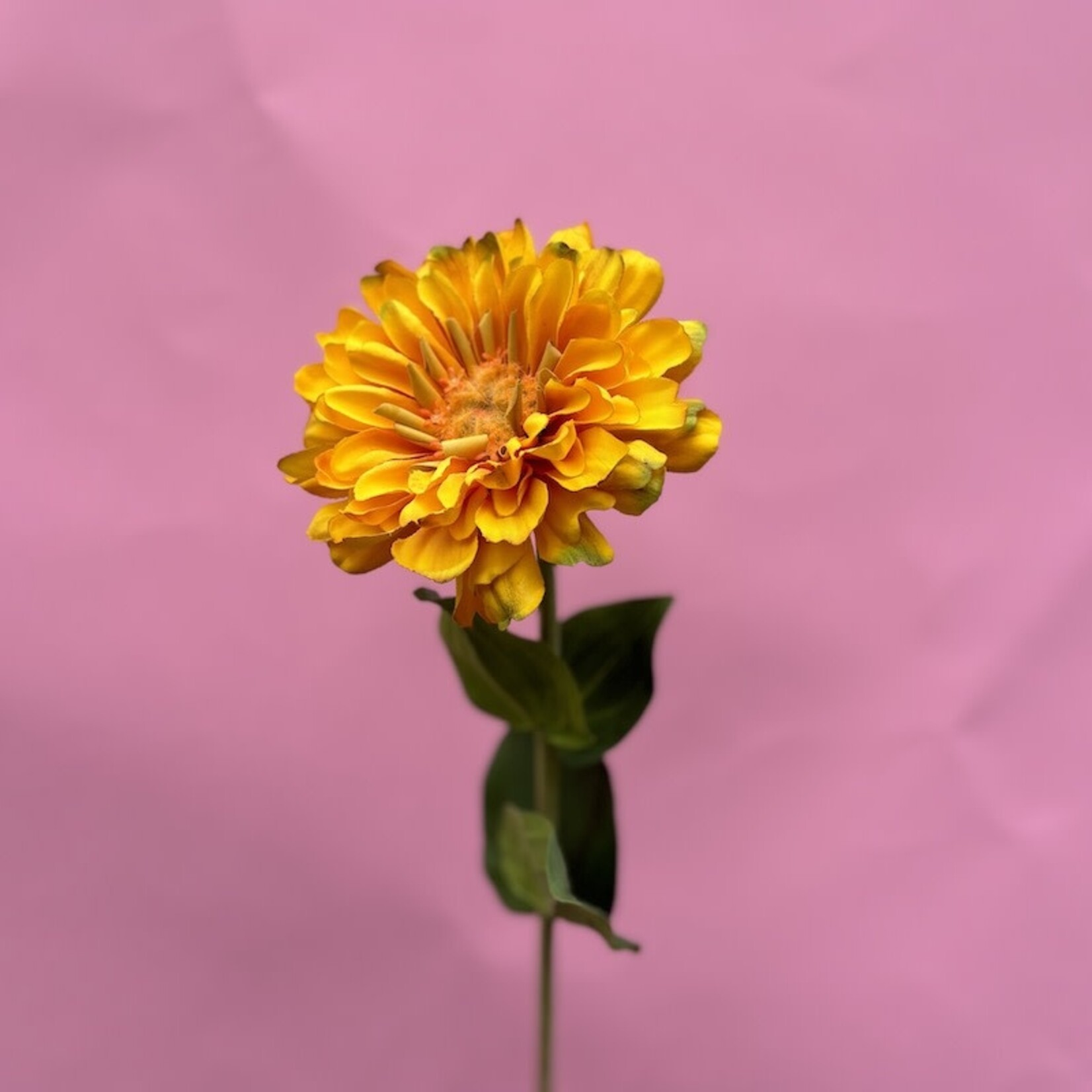 Zijden bloem - Zinnia geel